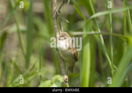 Eurasian Cannaiola (Acrocephalus scirpaceus) adulto, cantando, aggrappandosi a stelo reed, Sussex, Inghilterra Foto Stock