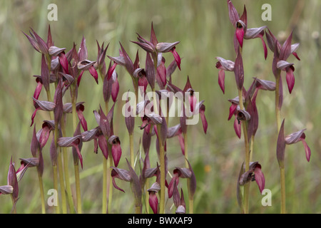 Tongue Orchid Serapias lingua gruppo di fioritura Foto Stock