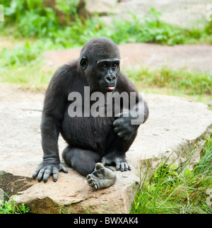 Close-up di un simpatico baby gorilla Foto Stock