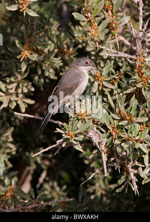 Trillo sardo (Sylvia melanocephala) immaturo, arroccato nella boccola, Marocco, può Foto Stock