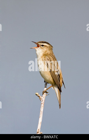Sedge trillo (Acrocephalus schoenobaenus) maschio adulto, cantando, arroccato sullo stelo, Suffolk, Inghilterra, può Foto Stock
