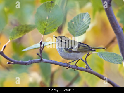 Giallo-browed trillo (Phylloscopus inornatus) adulto, scarse autunno vagabonda, appollaiato su ramoscello, Finlandia, settembre Foto Stock