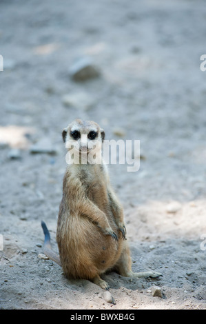 Close up di un simpatico meerkat (Suricata suricatta) Foto Stock