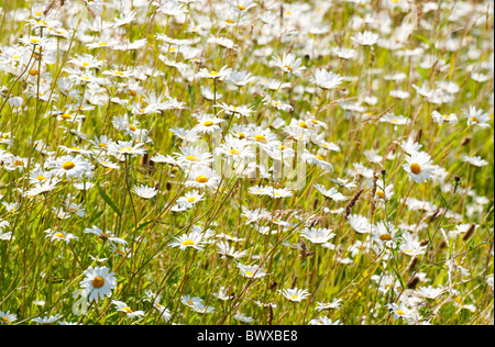 Cluster di occhio di bue margherite in estate, DEVON REGNO UNITO Foto Stock