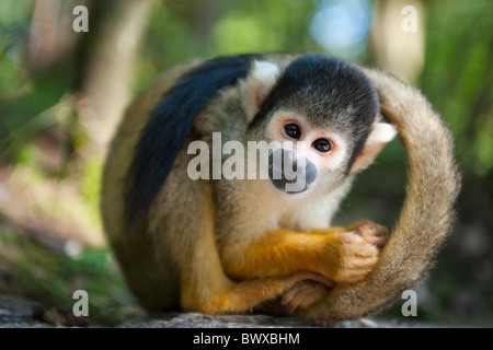Carino Scimmia di scoiattolo (Saimiri) Subfamiglia: saimiriinae Foto Stock
