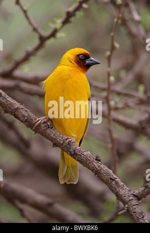 La Rueppell Weaver (Ploceus galbula) maschio adulto, appollaiato sul ramo, Etiopia, aprile Foto Stock