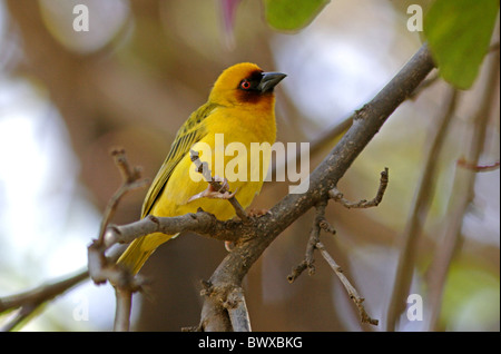 La Rueppell Weaver (Ploceus galbula) maschio adulto, appollaiato sul ramo, Etiopia, aprile Foto Stock