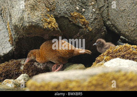 Weka (Gallirallus australis scotti) adulto con pulcino, tra rocce costiere, Ulva Island, vicino all'isola di Stewart, Nuova Zelanda, gennaio Foto Stock