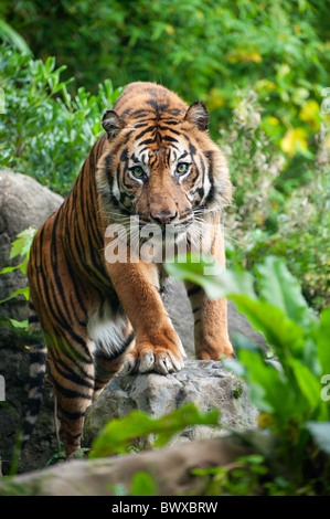 La tigre di Sumatra guardando la telecamera Foto Stock