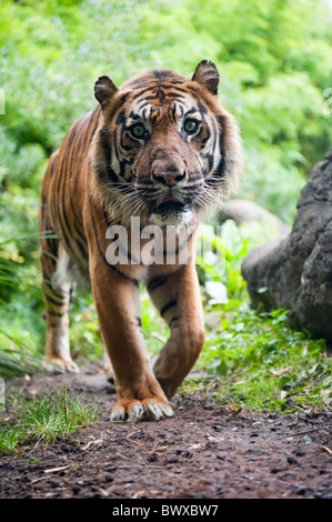 La tigre di Sumatra guardando la telecamera Foto Stock