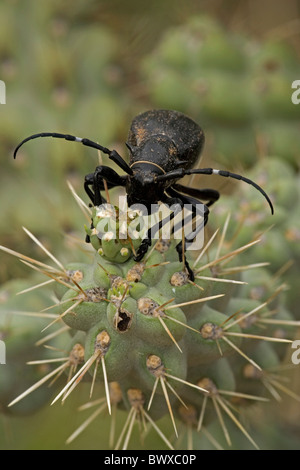 Long-cornuto Cactus Beetle (Moneilema gigas) - Arizona - alimentazione su cholla cactus - Feed su molti tipi di cactus Foto Stock