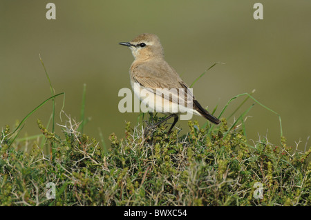 Isabelline culbianco (Oenanthe isabellina) adulto, appollaiato sulla boccola, Lesbo, Grecia, aprile Foto Stock