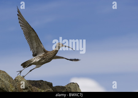 Whimbrel (Numenius phaeopus) adulto, in volo, tenendo fuori dalle rocce, Scozia Foto Stock