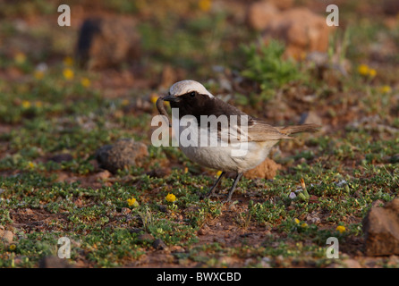 Rosso-rumped culbianco (Oenanthe moesta) maschio adulto, si nutrono di Caterpillar, in piedi sul suolo, Marocco, aprile Foto Stock