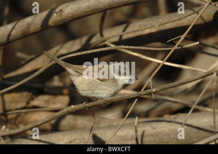 Lesser Whitethroat (Sylvia curruca) adulto, rovistando nel sottobosco, Lesbo, Grecia, aprile Foto Stock