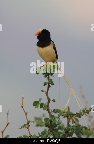 La paglia-tailed Vedova orientale del (Vidua fischeri) maschio adulto, in allevamento piumaggio, chiamando, arroccato nella boccola, Tsavo West N.P., Kenya, novembre Foto Stock