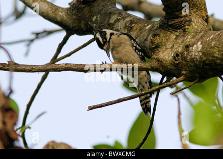 Picchio roverella (Picoides pubescens) femmina adulta, alimentando sul ramo sottile, Sanibel Island, Florida, U.S.A., febbraio Foto Stock