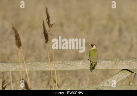 Picchio verde (Picus viridis) femmina adulta, appollaiato sul campo accanto a porta ance, Newhaven, East Sussex, Inghilterra, dicembre Foto Stock