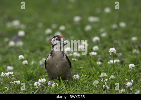 Picchio Rosso (Dendrocopus major) capretti, in piedi sul giardino prato, Warwickshire, Inghilterra, molla Foto Stock