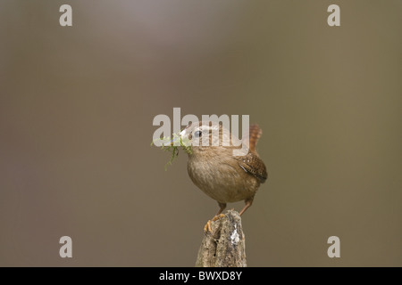 Winter Wren (Troglodytes troglodytes) adulto, raccolta di muschio per materiale di nidificazione, Norfolk, Inghilterra Foto Stock