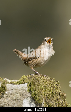 Winter Wren (Troglodytes troglodytes) adulto, cantando, appollaiato su moss coperto rock, Teesdale, County Durham, Inghilterra Foto Stock