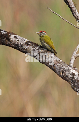 Streak-throated picchio rosso maggiore (Picus xanthopygaeus) maschio adulto, appollaiato sul ramo, Chitwan N.P., Nepal, gennaio Foto Stock