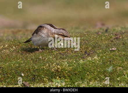 Eurasian spasmodico (Jynx torquilla) adulto, con linguetta estesa, alimentando su brevi truf, Norfolk, Inghilterra, aprile Foto Stock