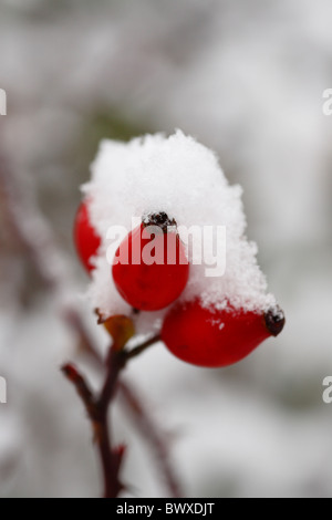 Cinorrodi nella neve Foto Stock