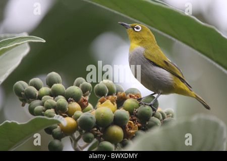 Oriental White-Eye (Zosterops palpebrosus) adulto, alimentando il frutto, Karnataka, India, febbraio Foto Stock