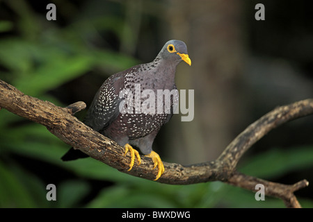 African oliva-piccione (Columba arquatrix) adulto, appollaiato sul ramo Foto Stock