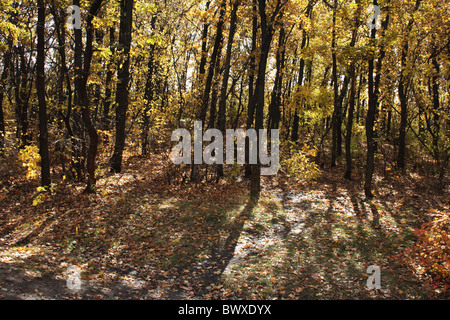 Sunlighted Giallo autunno gli alberi in una foresta Foto Stock