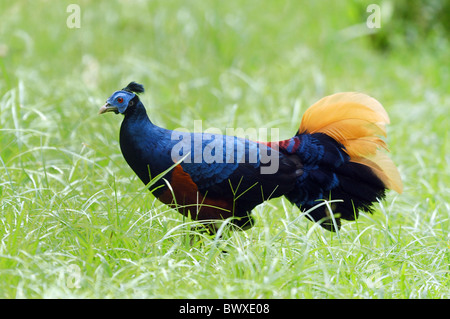 Crested Piastra del camino (Lophura ignita) maschio adulto, passeggiate nella radura della foresta pluviale primaria, di Danum Valley, Sabah Borneo, Malaysia, aprile Foto Stock