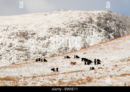 Highland e Belted Galloway il pascolo di bestiame off Kirkstone Pass nel distretto del lago, UK. Foto Stock