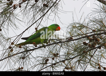 Blu-naped Parrot (Tanygnathus lucionensis salvadorii) adulto, arrampicata attraverso tree, Sabah Borneo, Malaysia, gennaio Foto Stock