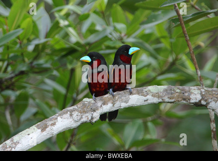 Nero e rosso (Broadbill Cymbirhynchus macrorhynchos) Coppia adulta, appollaiato sul ramo, Sabah Borneo, Malaysia, gennaio Foto Stock