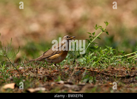 Tordo Eyebrowed (Turdus obscurus) femmina adulta, in piedi sul suolo, Beidaihe, Hebei, Cina, può Foto Stock