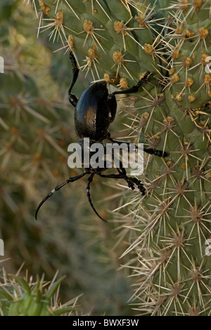 Long-cornuto Cactus Beetle (Moneilema gigas) - Arizona - alimentazione su cholla cactus - Feed su molti tipi di cactus Foto Stock