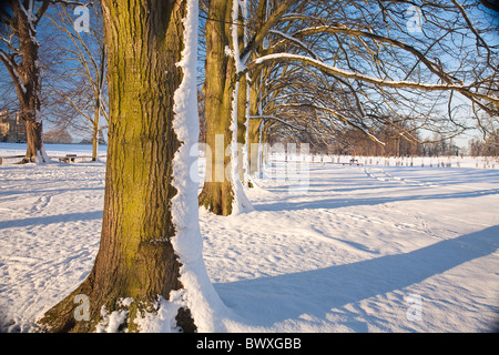 Coperta di neve alberi in Burghley parco circondato. Foto Stock