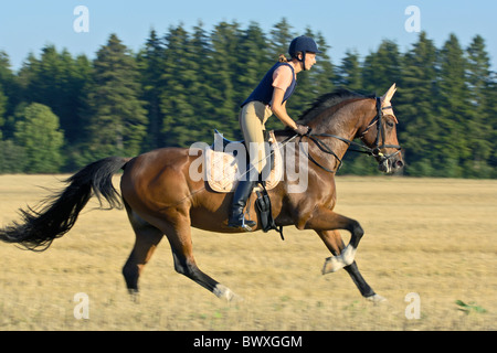 Giovane pilota al galoppo sulla schiena di un bavarese cavallo di razza e indossando un cappello di equitazione e un protettore del corpo Foto Stock