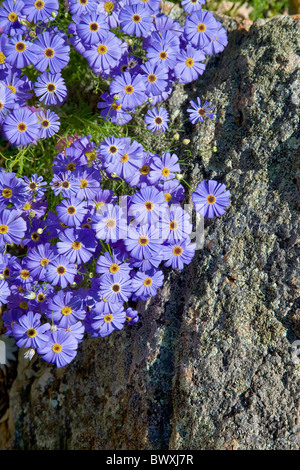Mauve daisy like flowers in King's Park botanical gardens Perth Western Australia Foto Stock