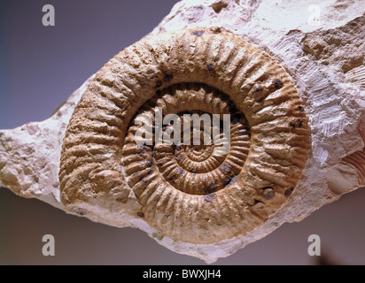 Lumaca fossilizzazione ammonita Jura Svizzera Europa Malm fossili-fuddy duddies Foto Stock