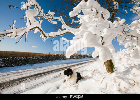 Tempesta di neve su un albero di biancospino su Kirkstone Pass, Lake District, UK. Foto Stock