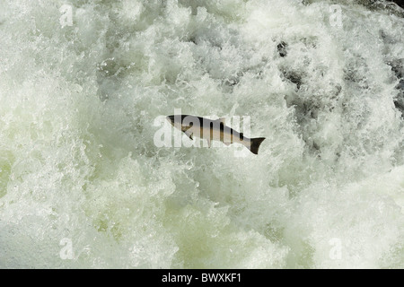 Coho o Salmone Argento, Oncorhynchus kisutch, Sol Duc Fiume, Parco Nazionale di Olympic, Washington Foto Stock