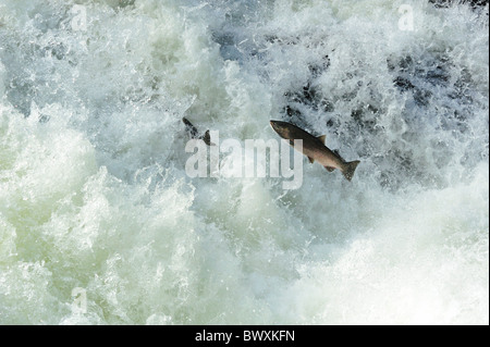 Coho o Salmone Argento, Oncorhynchus kisutch, Sol Duc Fiume, Parco Nazionale di Olympic, Washington Foto Stock