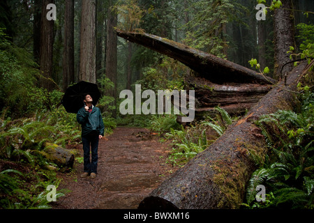 L uomo sta con ombrello in legno rosso della foresta nel nord della California Foto Stock