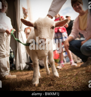 Baby capra al guinzaglio in county fiera agricola Foto Stock