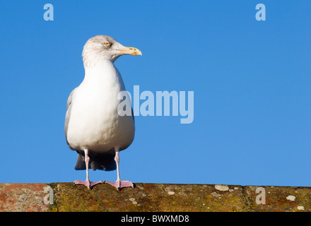 Aringa Gabbiano, Larus argentatus. Regno Unito Foto Stock