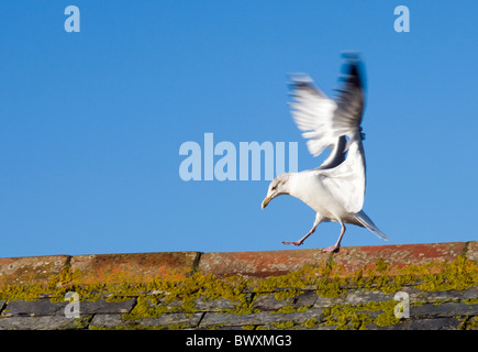 Aringa Gabbiano, Larus argentatus atterraggio sul tetto. Regno Unito Foto Stock