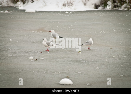 Gabbiani sulla congelati in inverno Foto Stock