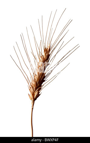Un unico stelo di grano contro uno sfondo bianco Foto Stock
